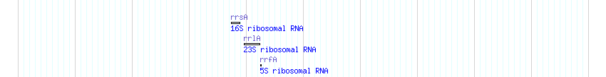 rRNA detail